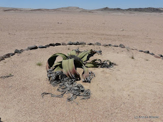 Reisen Afrika Namibia Welwitschia Mirabilis