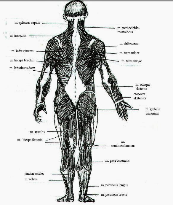 Otot Penyusun Tubuh Manusia