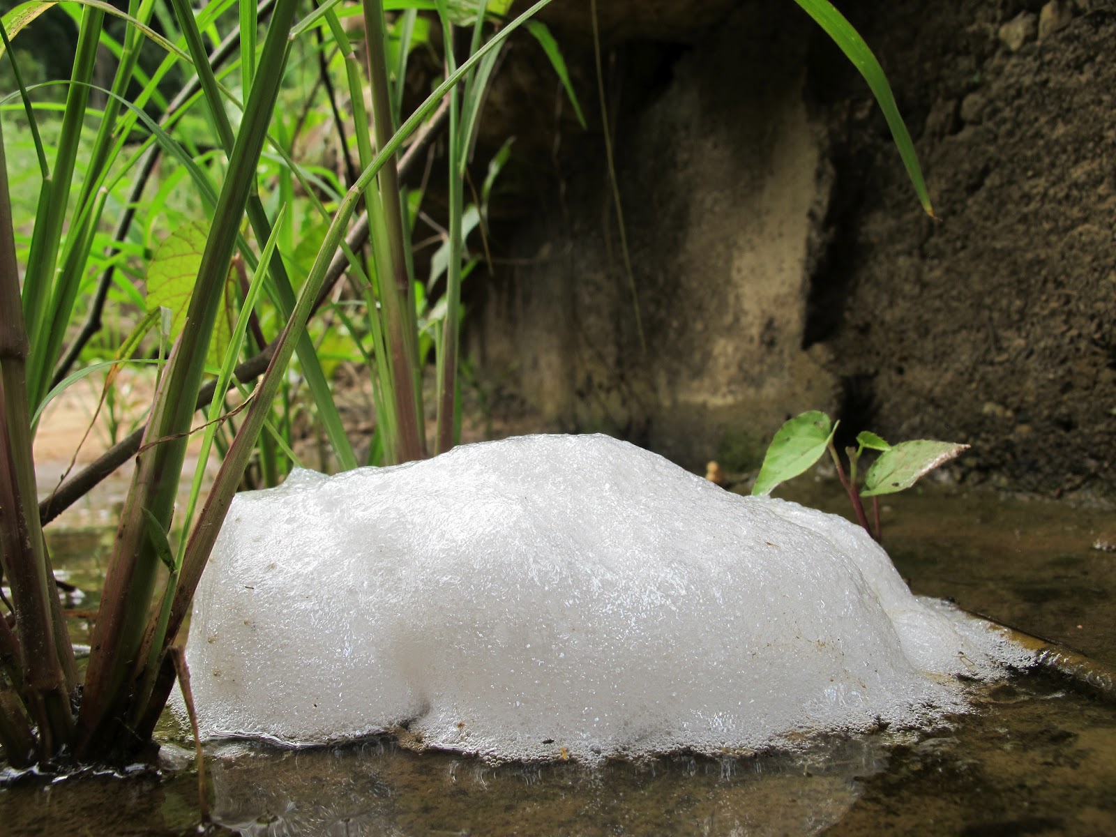 The Herpetology of Trinidad and Tobago The Foam Nest of the Tungara Frog