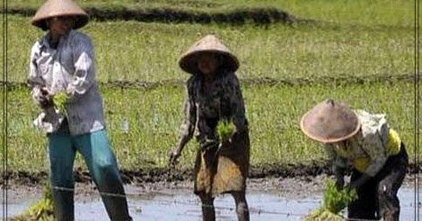 1 Rante Sama Dengan Berapa Meter Persegi Istilah Pertanahan Indonesia Berapa Per 1 Meter