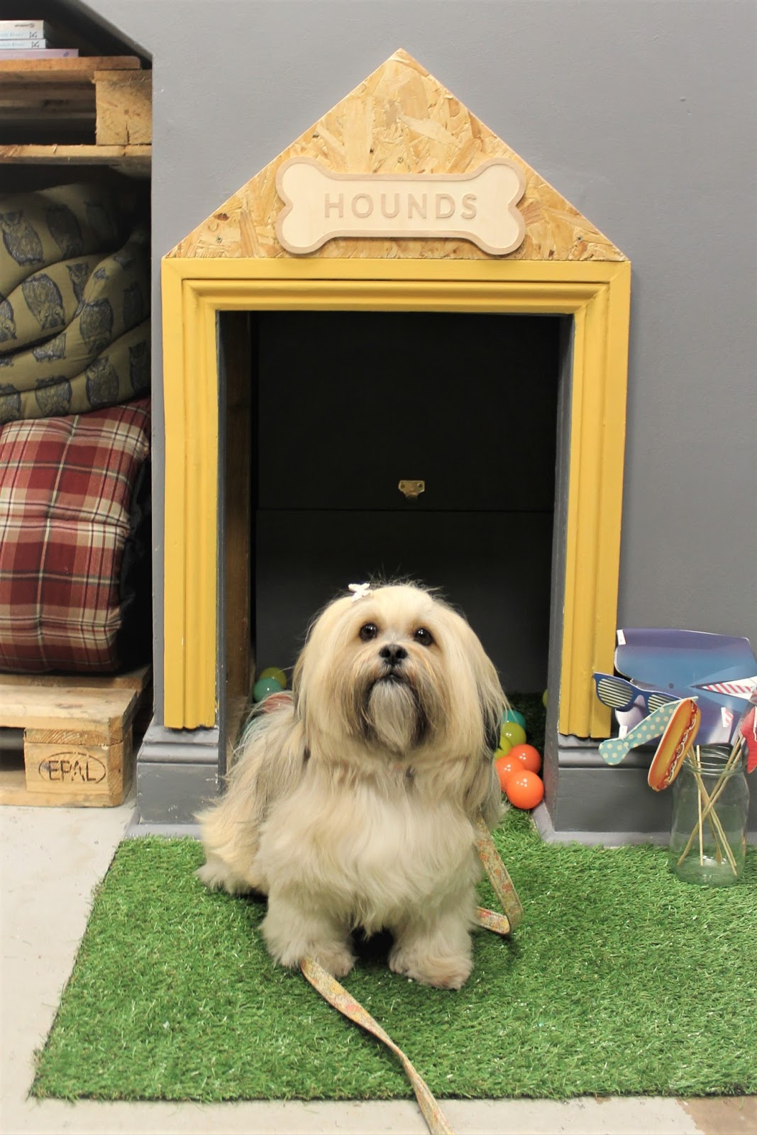 Hounds NewcastleUnderLyme Staffordshire Paws across Britain