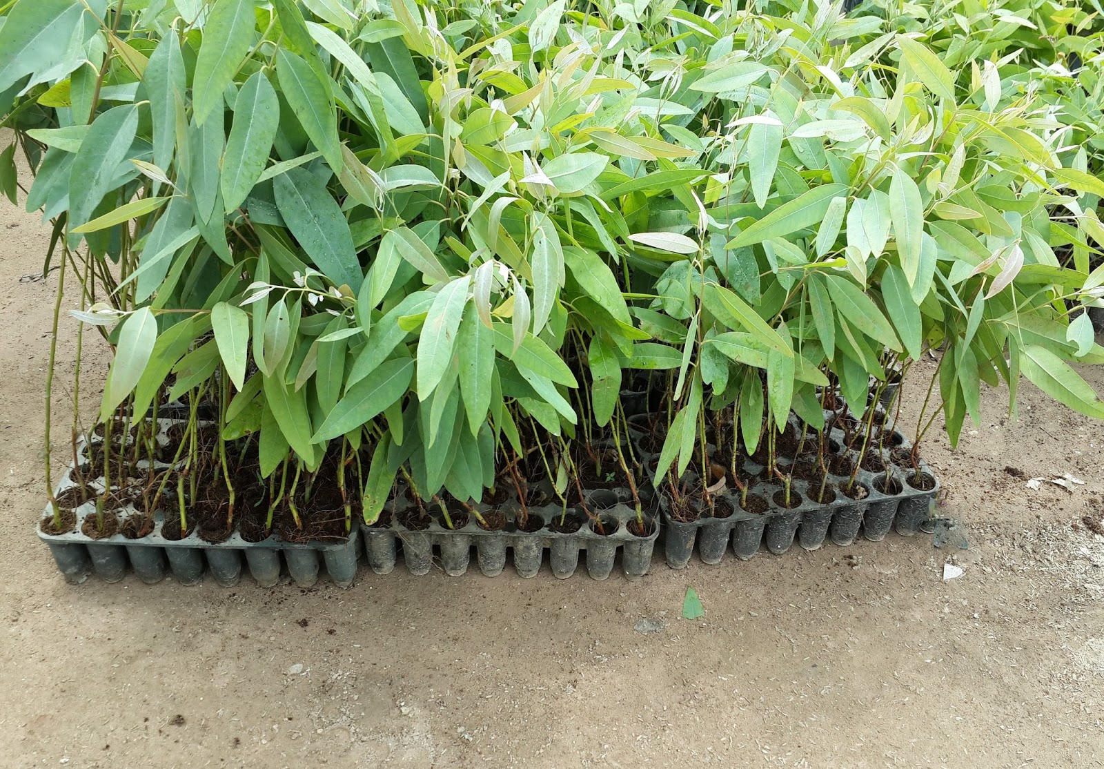 सफेदा अथवा यूकेलिप्टस का उत्पादन Eucalyptus Production