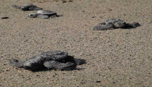 PANTAI JEEN WOMOM, PENELURAN PENYU BELIMBING TERBESAR DI DUNIA