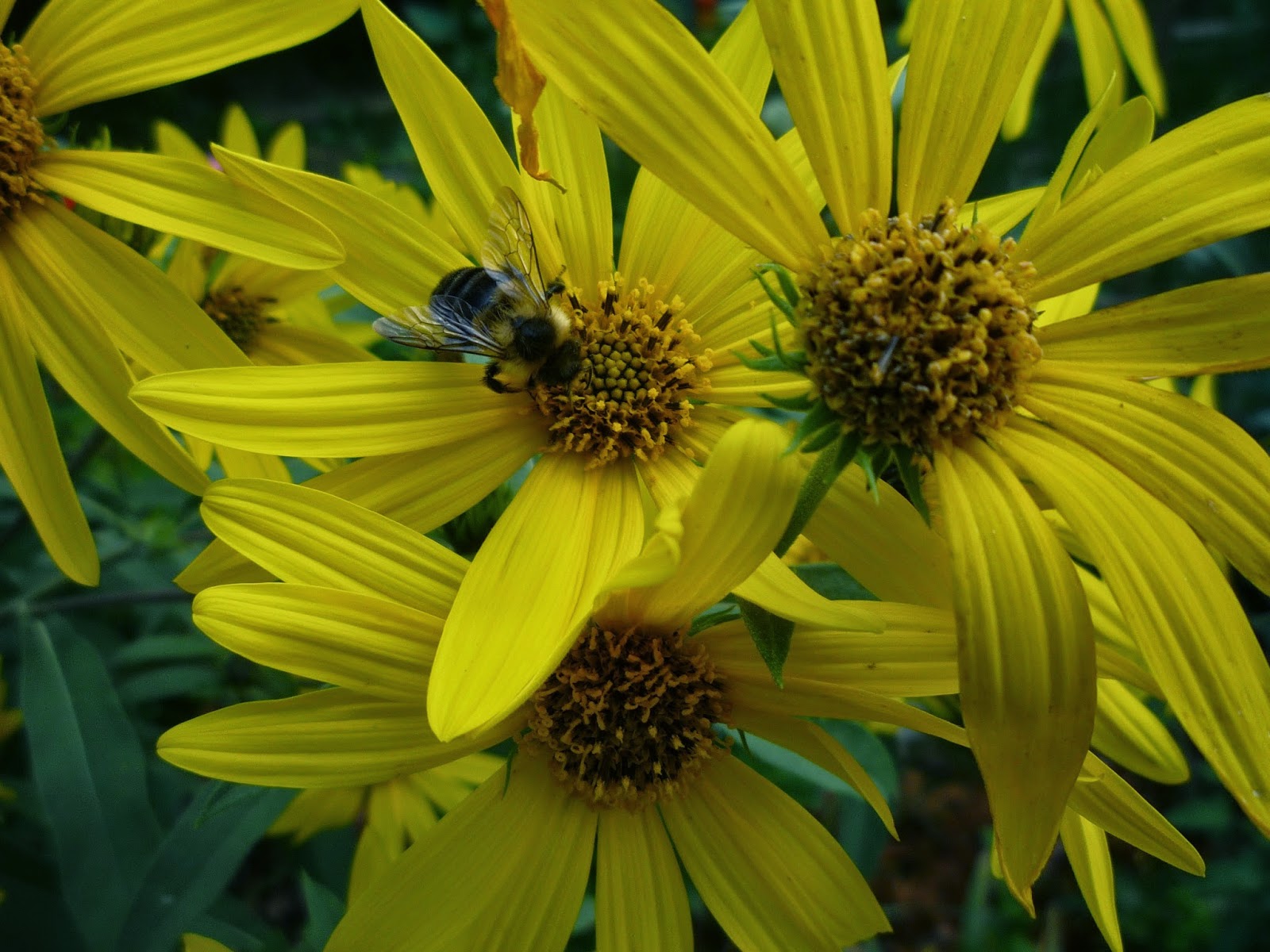 Vermont backyard flowers Aug 2014 Litter with a Story To Tell