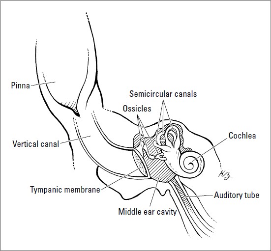 We Love Pets Introducing the Anatomy of a Horse