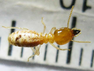 A soldier of Odontotermes termite