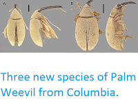 http://sciencythoughts.blogspot.co.uk/2013/06/three-new-species-of-palm-weevil-from.html