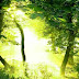 Escape Green Forest