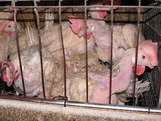 Chickens in a battery cage, with injuries caused by the crowded conditions
