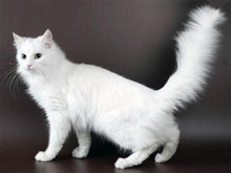 турецкая ангора белая кошка