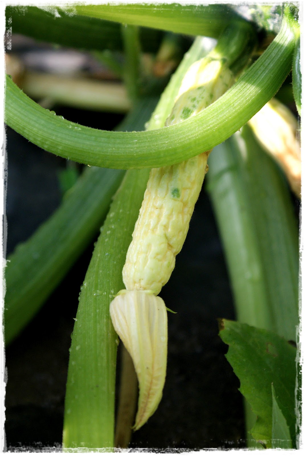Creative Compulsive Shriveled Yellow Zucchini