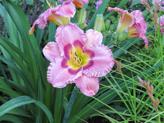 daylilies