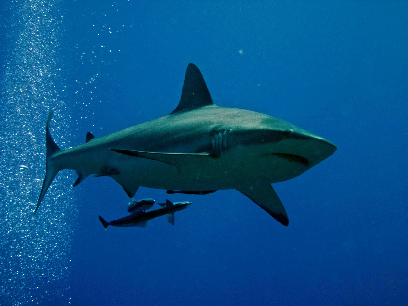Tassie Twosome: Feeding Frenzy!