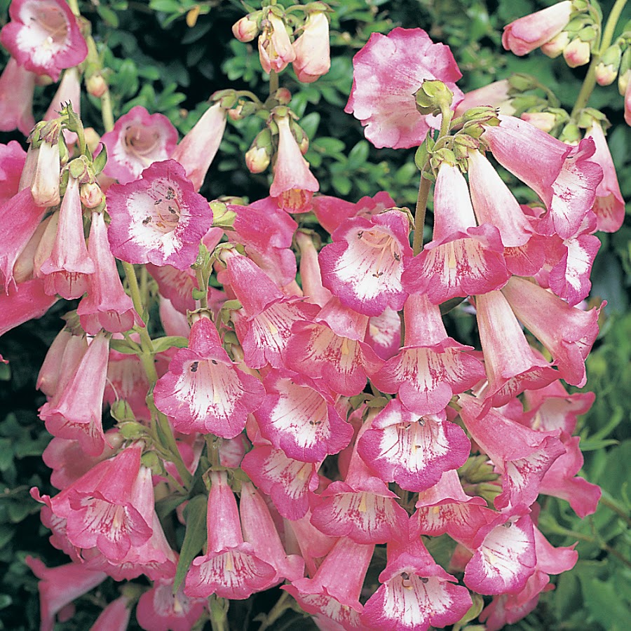 PENSTEMON "APPLE BLOSSOM"