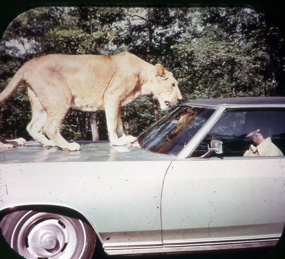 Where the Wild Things Were New Jersey's Jungle Habitat Go Retro!