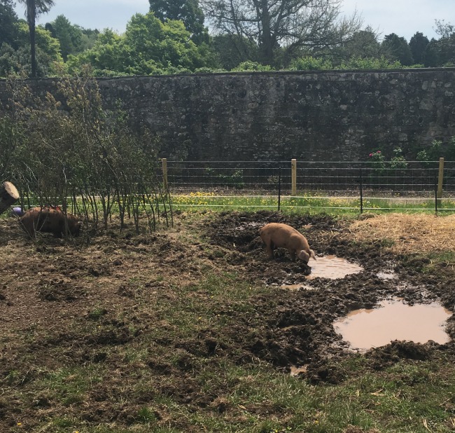 pigs-near-muddy-puddle-Dyffryn-Gardens