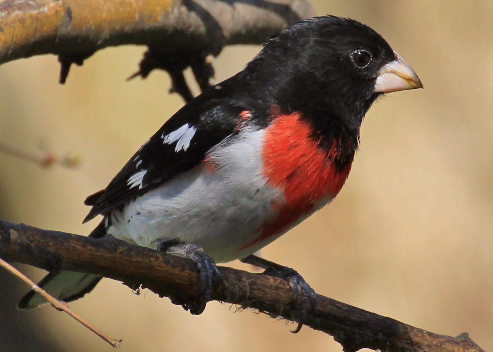 BEAKS WINGS AND BACKYARD THINGS Grosbeak