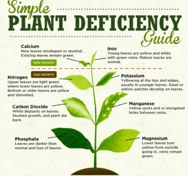 phosphorus deficiency in corn