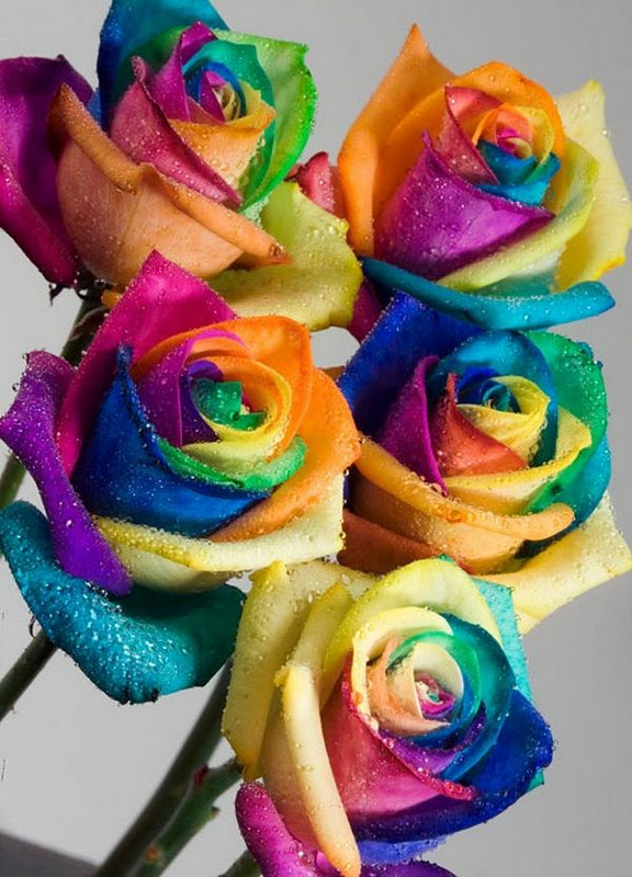 Everything Elyse: Rainbow Roses