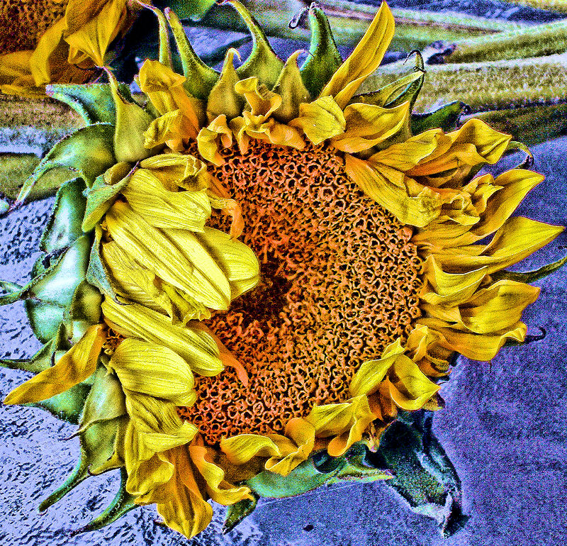 [Image: sunflowerontable3SM.jpg]