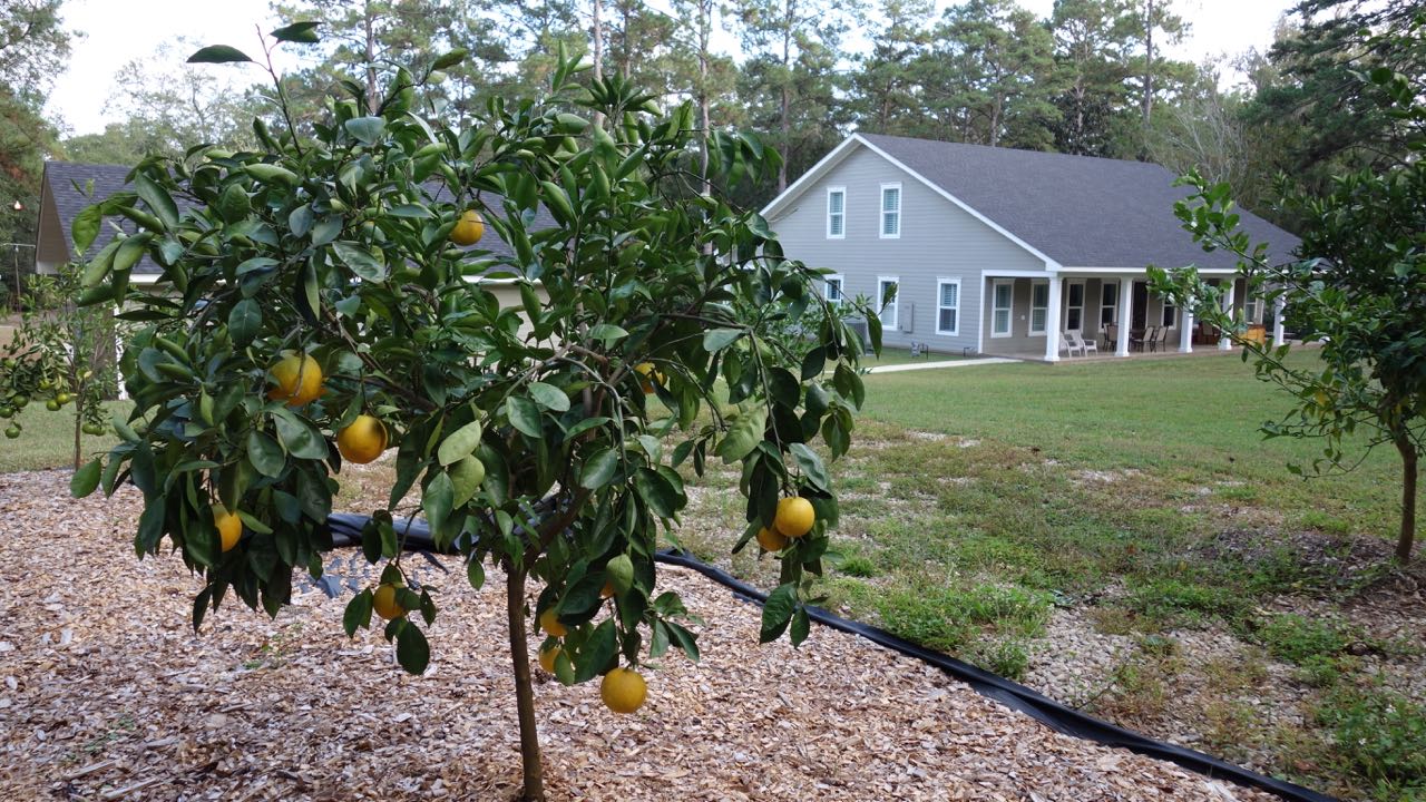 Florida Coalcracker Chronicles Life Among The Citrus Trees in Florida