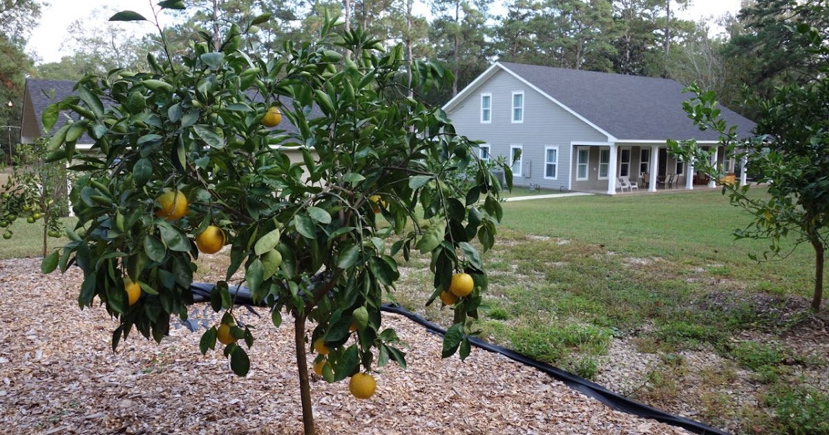 How To Grow Citrus Trees In Florida