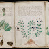 El Manuscrito Voynich, una reliquia medieval escrita en un código que nunca nadie ha logrado descifrar