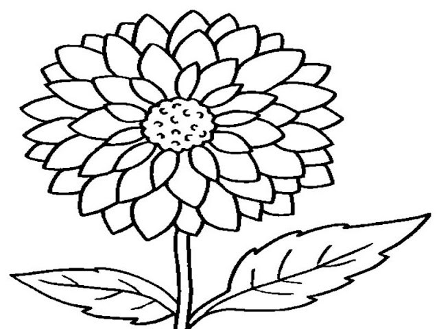 sketsa gambar mewarnai bunga matahari