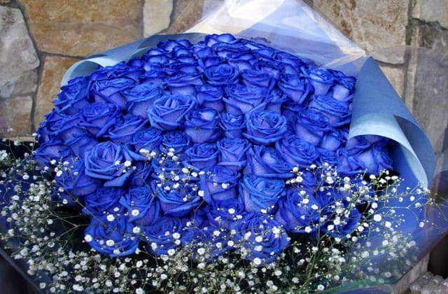 Beberapa Fakta Menarik Mengenai Bunga Mawar Biru, Lambang Cinta Pertama hingga Ambiguitas
