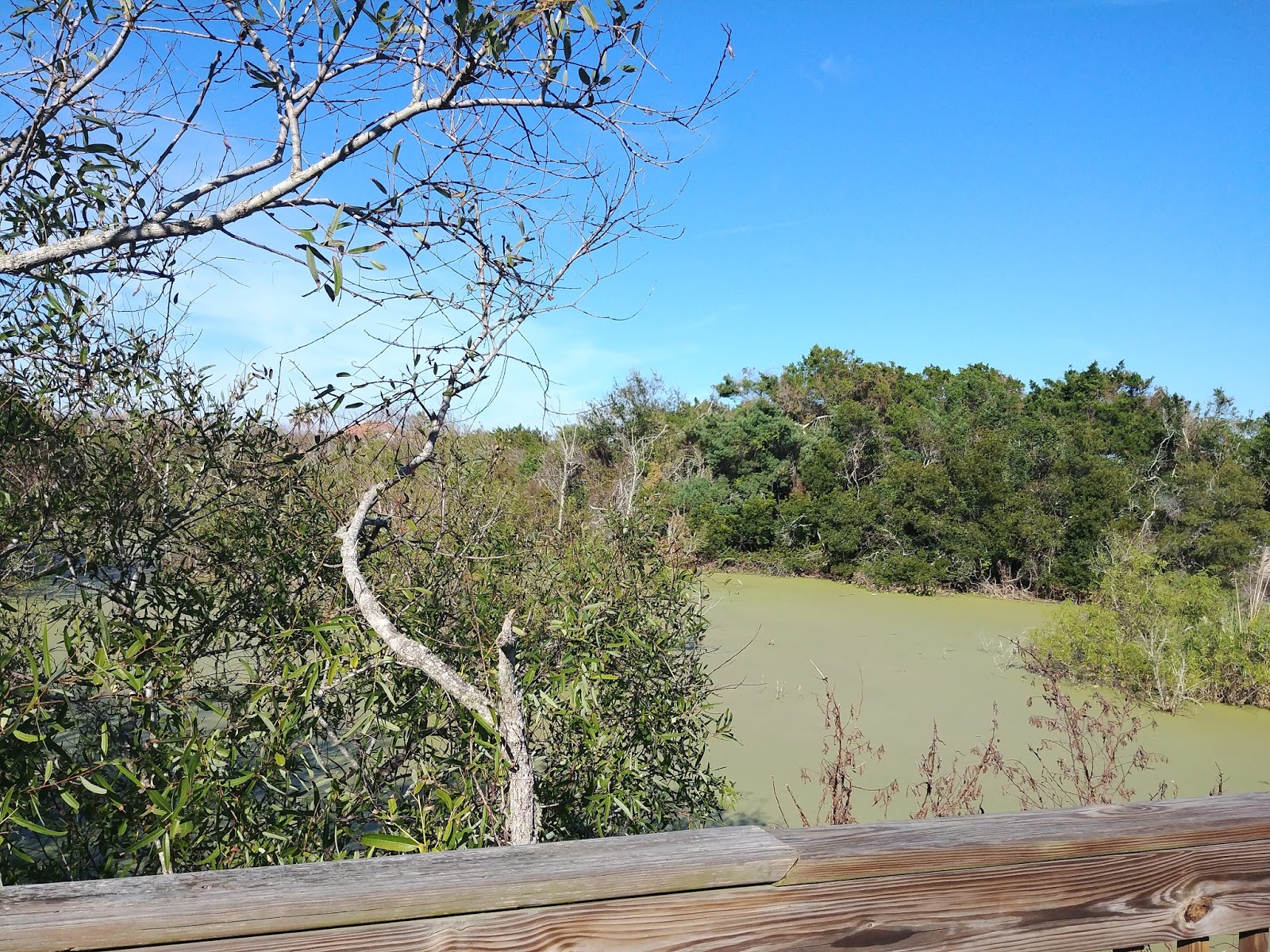 Conoce a Ocean Hammock park