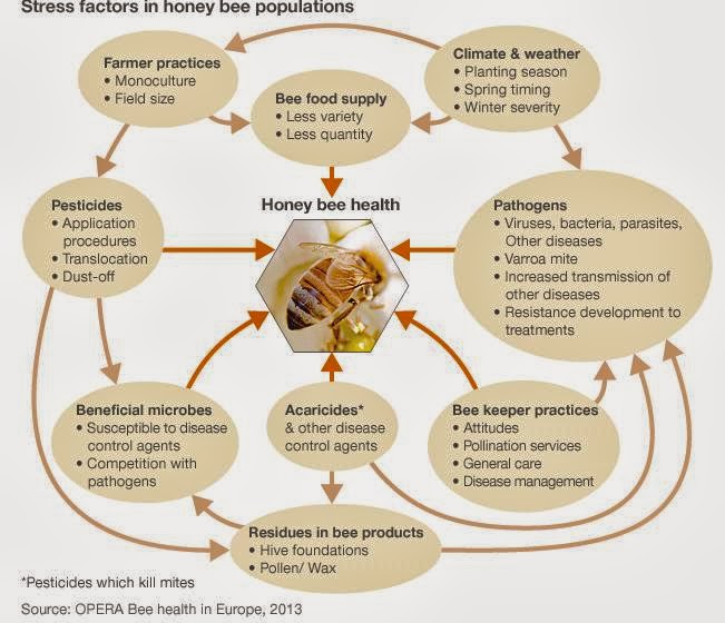 Sudheer's blog: Honey Bee Savior of Man on earth