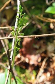 Listère ovale (Listera ovata)
