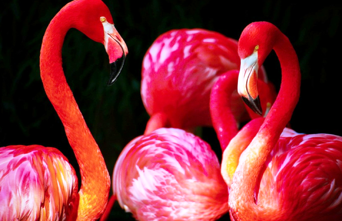Sage advice can come from the strangest places - here's some from a flamingo...