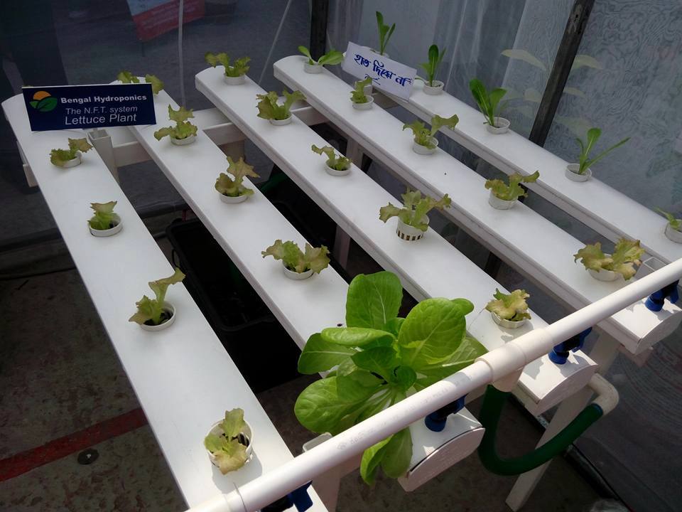 Salt Water TRADITIONAL FLOATING GARDEN AND MODERN HYDROPONICS