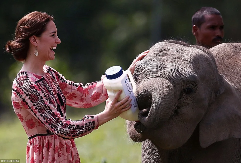 Kate Middleton glows as she feeds elephant calf at animal sanctuary in India