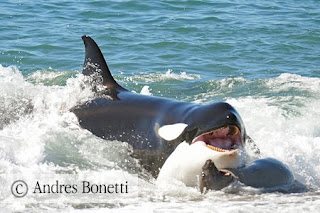 Andres y Dario Bonetti en Punta Norte - Fotografía de Orcas