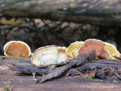 polypore