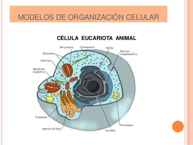 teoria celular y modelo celular