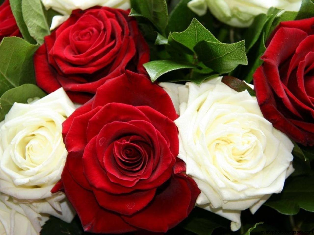 Сделать 2 фото розы. Красные розы. Розы красные и белые. Красивые белые розы с красными. Красные розы фото.