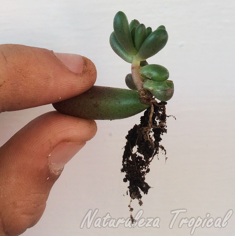 Esqueje de hoja de la planta Sedum rubrotinctum