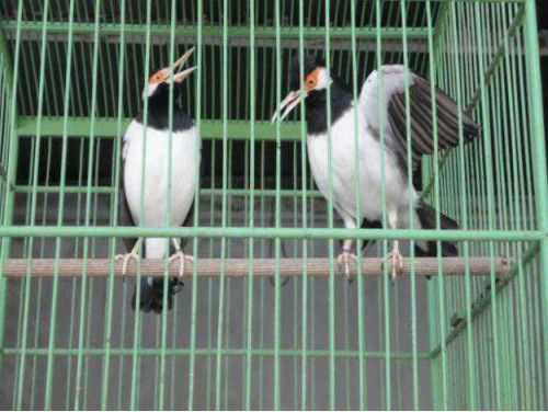 Perbedaan Ciri Jalak Suren Jantan Dan Betina Kicau Cantik