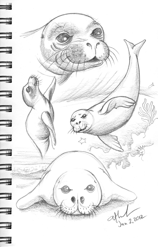 Байкальская нерпа рисунок карандашом
