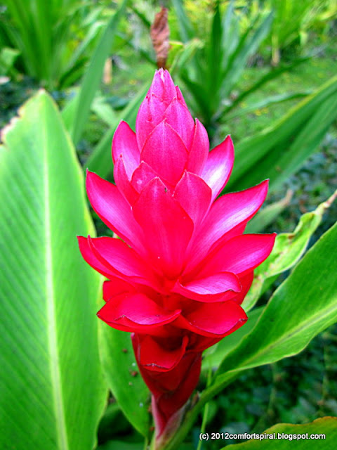 Comfort Spiral: Hawaii Flowers