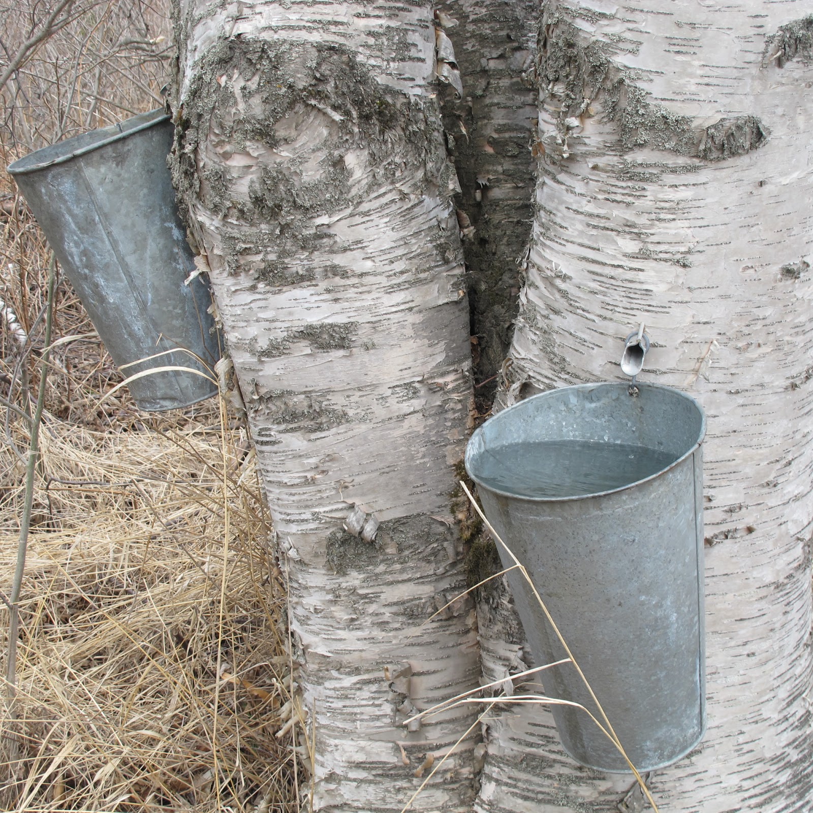 Five Forty at Home Birch Syrup Experiment