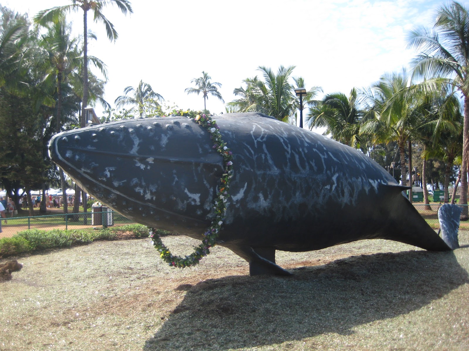 Maui Vacation Guide World Whale Day in Kalama Park Kihei Maui