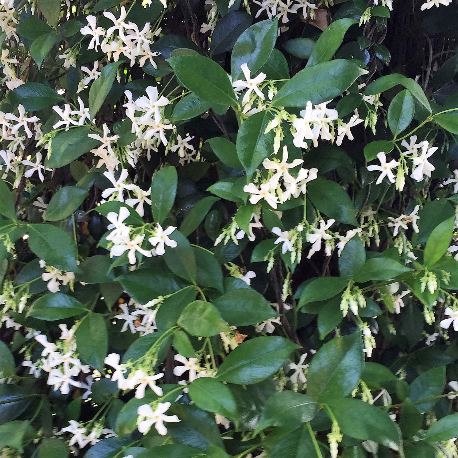 Doves Today Confederate Jasmine