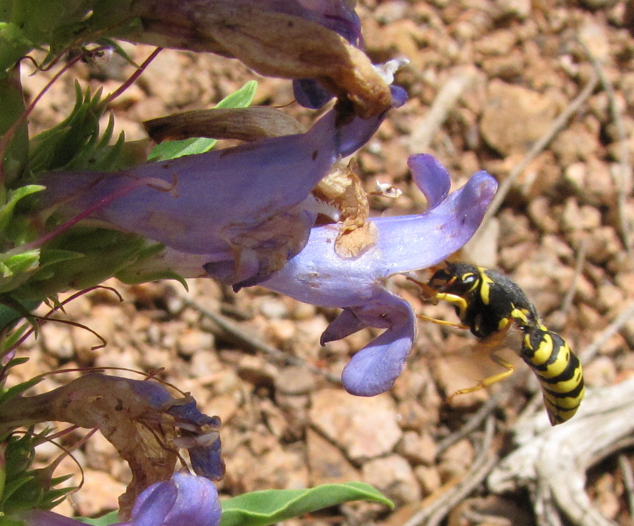Pollen mézzel a prosztatitishez