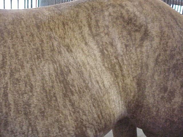 Hope and Horses: Horse Color Genetics: Several Oddities and Mutations