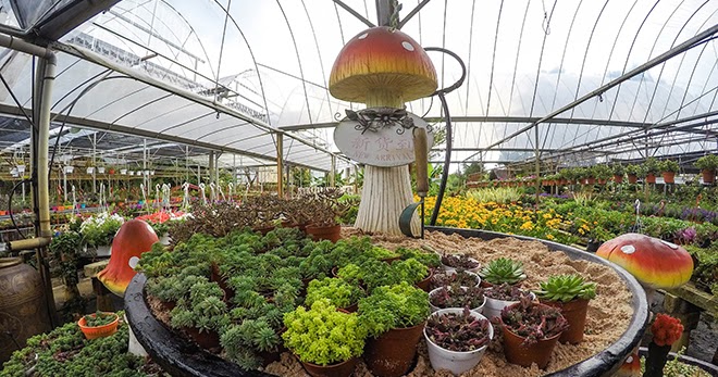 Terapi Mata Tengok Bunga-Bunga Cantik | Blog Sihatimerahjambu