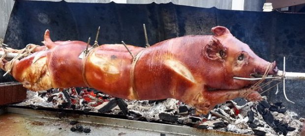 eltapondelascinco.com: Cerdos a la puya asaltan visión de transeúntes